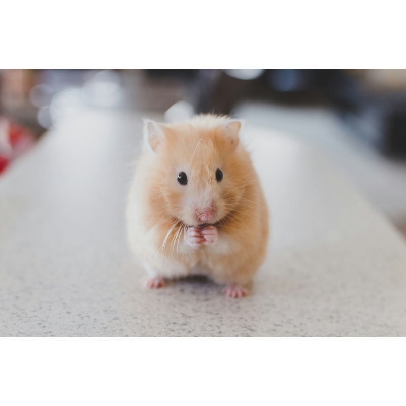 Testing Animal Page|Brown