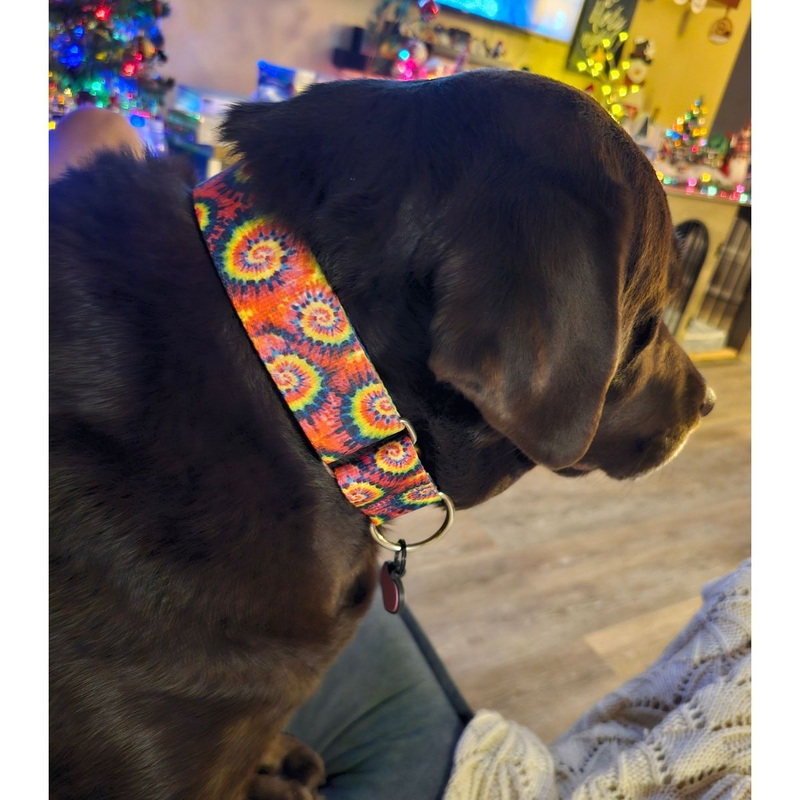 2 Hounds Design Dog Collar - Medium 14-18 - Classic Tie-Dye