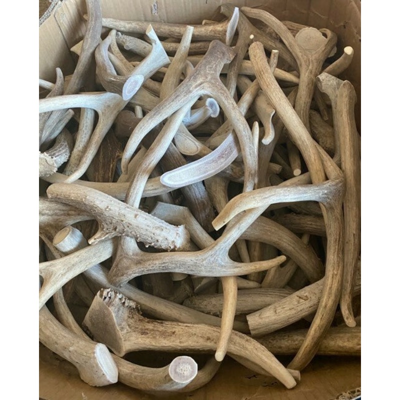Antler Chews-Deer|Small|Medium|Large|Small Burr|Large Burr|Monster Mule