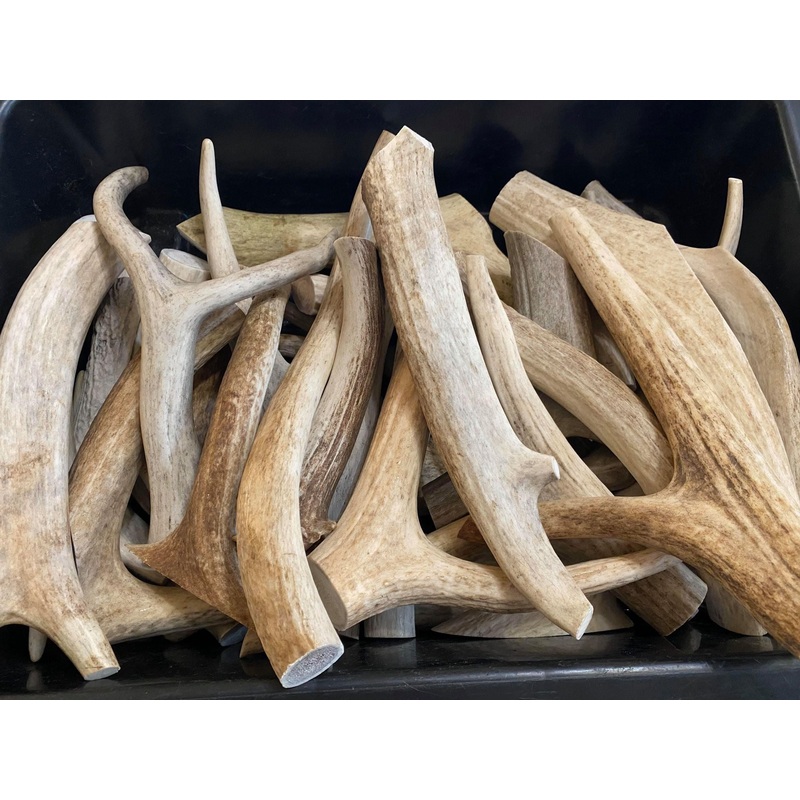 Antler Chews-Elk|Whole Regular A-Grade Antler|Whole Regular Antler|Whole Jumbo Antler|Main Beam Antler|Whole Monster Antler|Split Antler Mini|Split Antler Small|Split Antler Medium|Split Antler Large|Split Antler Jumbo|Monster Split Antler
